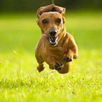 best glucosamine supplements for dogs happy brown dog running on green grass